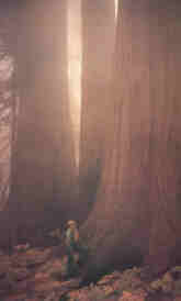 niebla_en_las_secuoyas